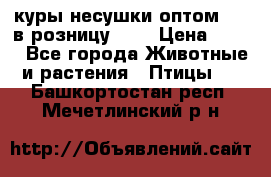 куры несушки.оптом 160 в розницу 200 › Цена ­ 200 - Все города Животные и растения » Птицы   . Башкортостан респ.,Мечетлинский р-н